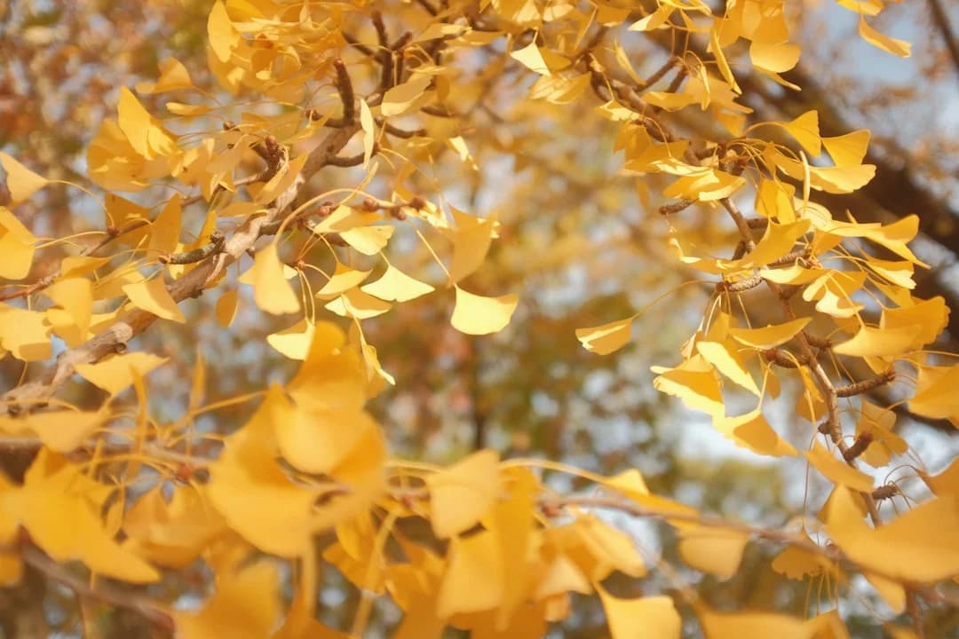 Autumn color season mood